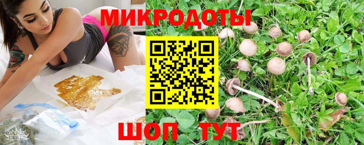 Галлюциногенные грибы Psilocybe Петрозаводск